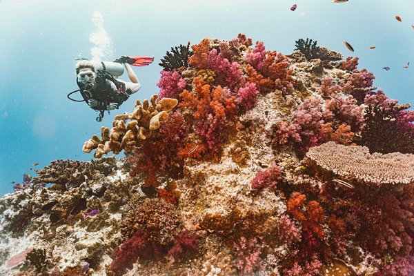 Où trouver les meilleurs spots pour faire du snorkeling en mer Rouge, Égypte?